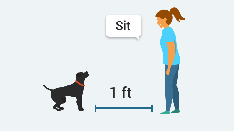 Learn how to train your dog to Sit with GoodPup.